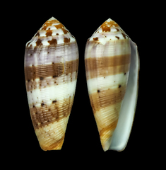 Conus circumcisus
