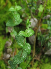 Chromolaena bullata