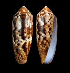Conus circumcisus