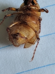 Cyclocephala borealis