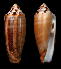 Conus circumcisus