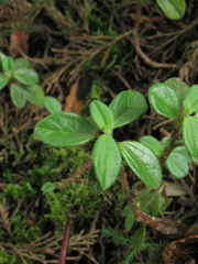 Peperomia tequendamana