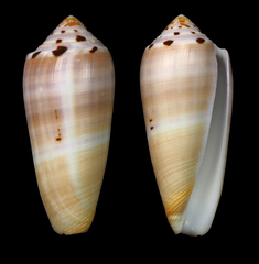 Conus circumcisus