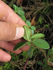 Peperomia tequendamana