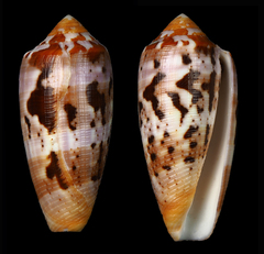Conus circumcisus