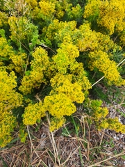 Galium verum