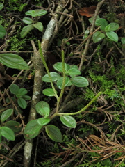 Peperomia tequendamana