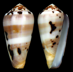 Conus circumcisus