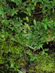 Peperomia microphylla