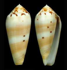Conus circumcisus