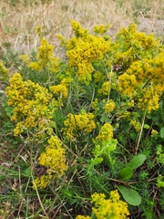 Galium verum