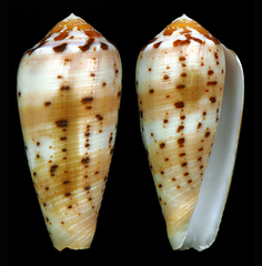 Conus circumcisus