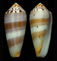 Conus circumcisus