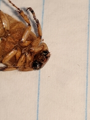 Cyclocephala borealis