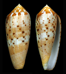 Conus circumcisus