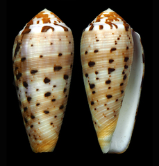 Conus circumcisus