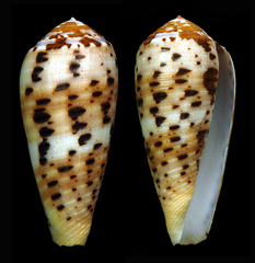 Conus circumcisus
