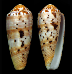 Conus circumcisus