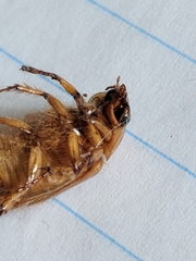 Cyclocephala borealis