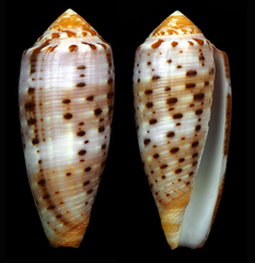Conus circumcisus