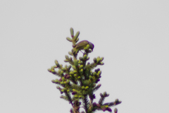Leiothlypis ruficapilla image