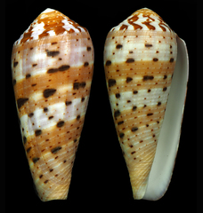 Conus circumcisus