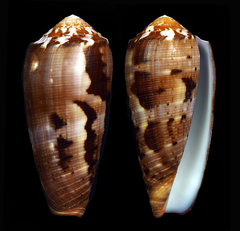 Conus circumcisus