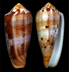 Conus circumcisus