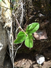 Macroptilium gibbosifolium