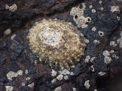 Patella piperata
