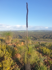 Xanthorrhoea acanthostachya