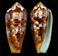 Conus circumcisus