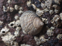Tectarius striatus