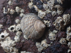 Tectarius striatus