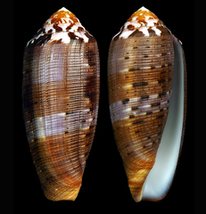 Conus circumcisus