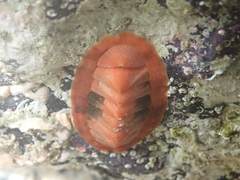 Rhyssoplax canariensis