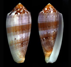 Conus circumcisus