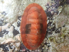 Rhyssoplax canariensis