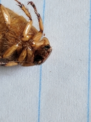 Cyclocephala borealis