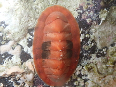 Rhyssoplax canariensis