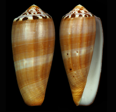 Conus circumcisus