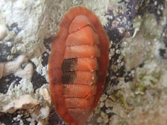 Rhyssoplax canariensis