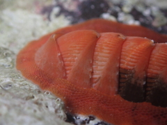 Rhyssoplax canariensis