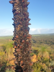 Xanthorrhoea acanthostachya