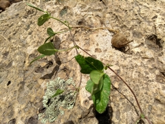 Macroptilium gibbosifolium