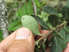 Ilex kunthiana