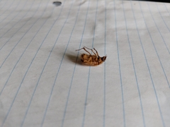 Cyclocephala borealis