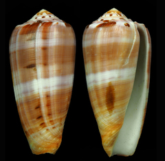 Conus circumcisus