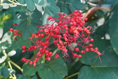Clerodendrum japonicum