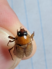 Cyclocephala borealis